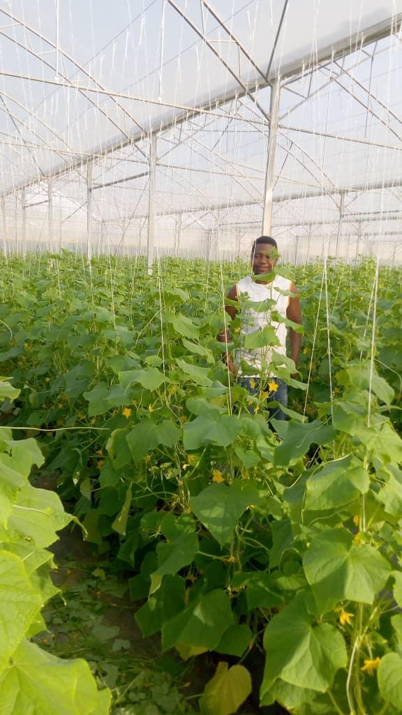 greenhouse supervisor on cucumber plant